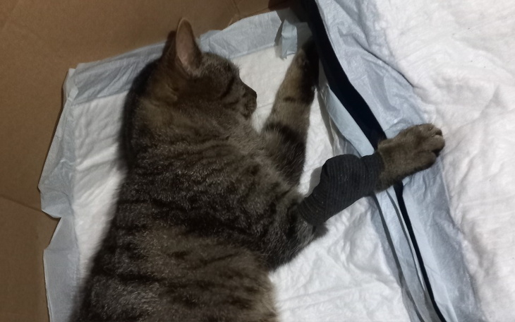 Zbiórka Powrót do zdrowia Simby - zdjęcie główne