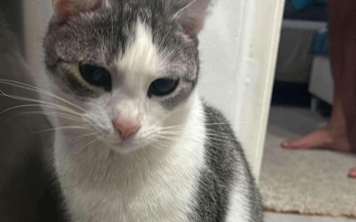 Zbiórka Zbieram na operację kotki - zdjęcie główne