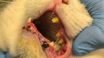 Zbiórka Paszcza rozpaczy - miniaturka zdjęcia