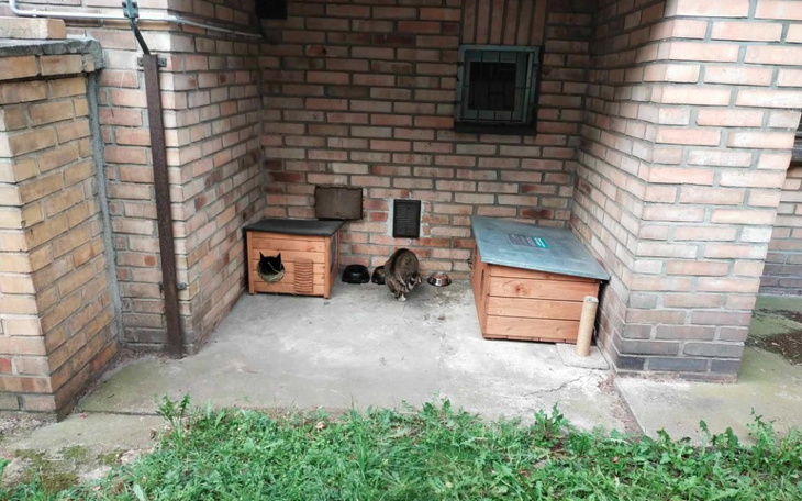 Zbiórka KOTY Zbiórka na karmę - Poznań. - zdjęcie główne