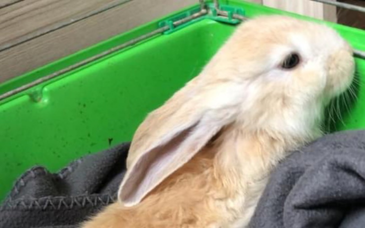 Zbiórka Rehabilitacja dla krolika - zdjęcie główne