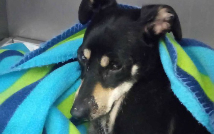 Zbiórka Leczenie suczki po wypadku - zdjęcie główne