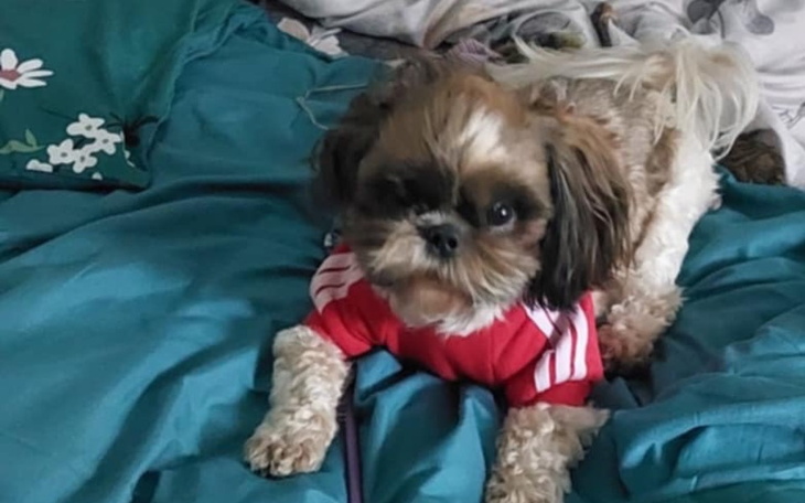 Pies w czerwonej koszulce leży na łóżku.