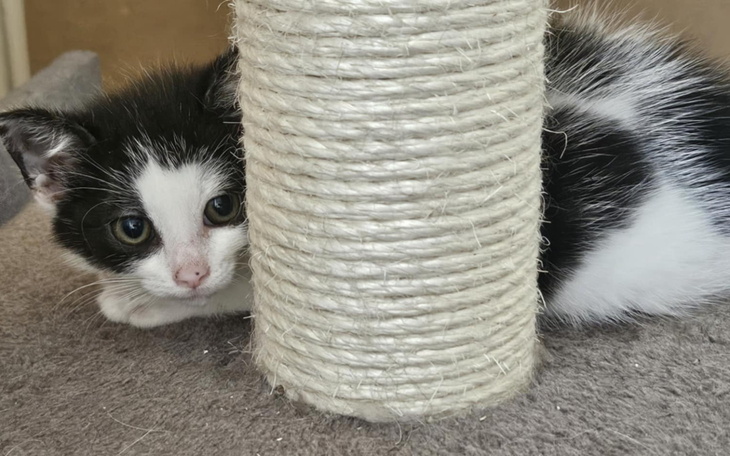 Mały kotek chowa się za słupkiem drapaka.