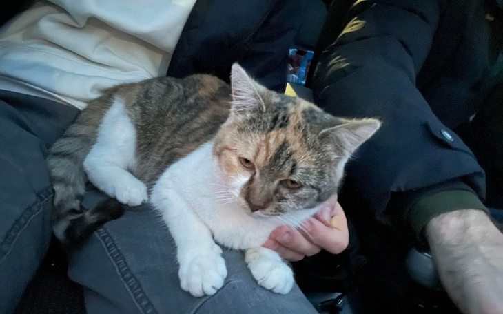 Zbiórka Hotelik na już. Dom potem. - zdjęcie główne