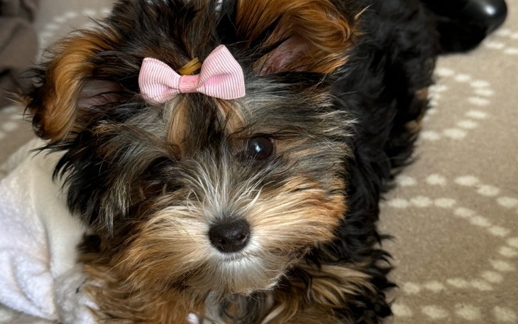 Zbiórka Operacja szczeniaka Amandy - zdjęcie główne