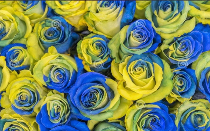 Zbiórka Kwiaty dla Marii z Ukrainy - zdjęcie główne