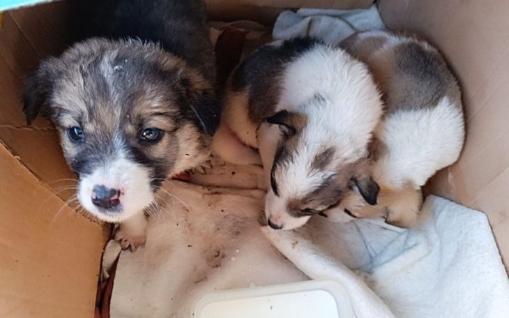 Zbiórka Na karmę i leczenie. - zdjęcie główne