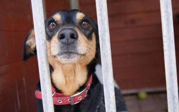 Zbiórka schronisko w kaliszu - zdjęcie główne