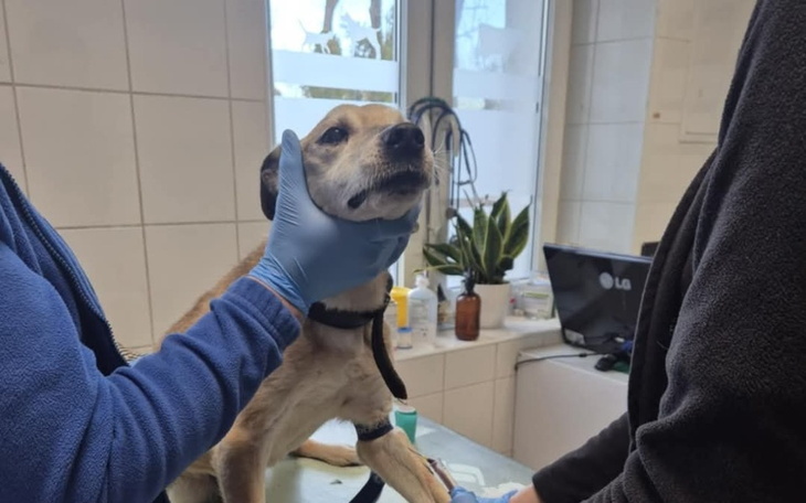 Pies w klinice weterynaryjnej, otrzymujący opiekę.