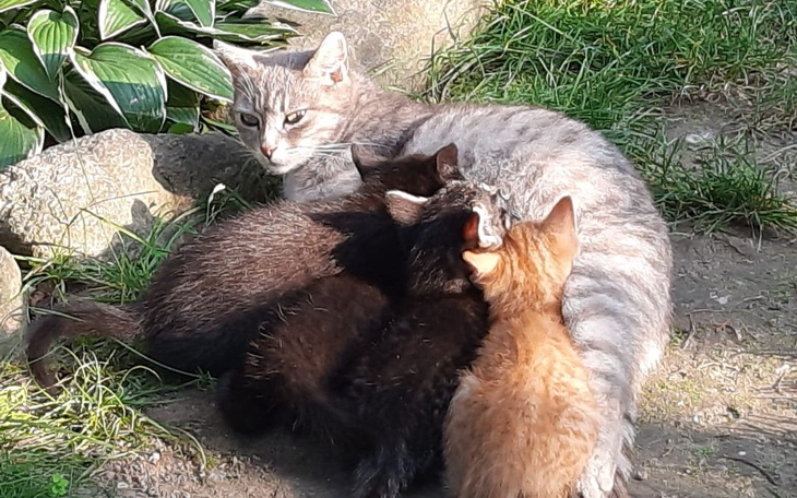 Zbiórka Karma, karma i jeszcze raz karma - zdjęcie główne