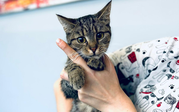 Zbiórka Bez Twojej pomocy umrę - zdjęcie główne