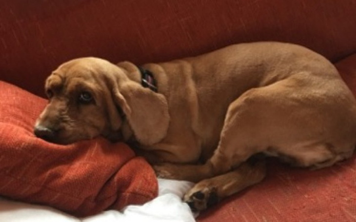 Zbiórka Usunięcie guzków mojej suczki - zdjęcie główne