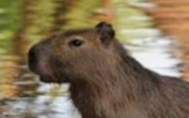 Zbiórka Na kapibare lol - zdjęcie główne