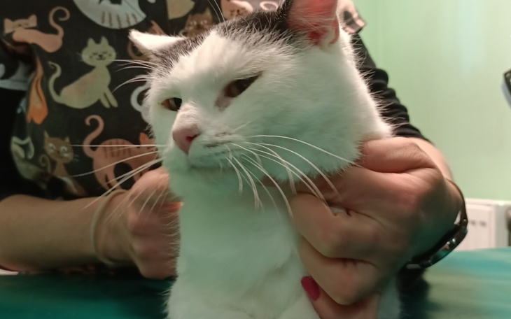 Zbiórka Okulista i leczenie bezdomniaka - zdjęcie główne