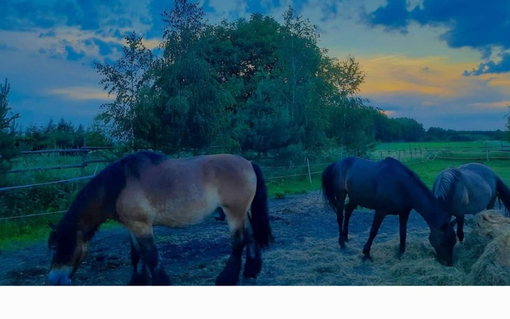 Zbiórka Sianko dla uratowanych koni - zdjęcie główne