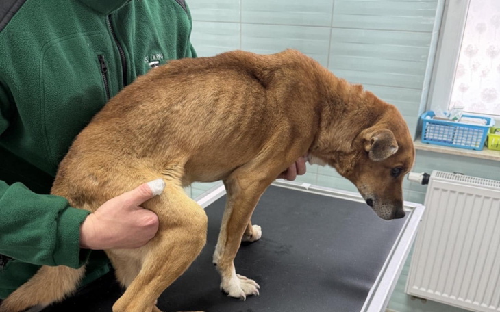 Pies na stole weterynaryjnym, wygląda na zmartwionego.