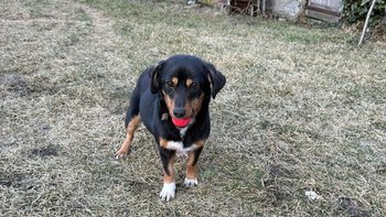 Zbiórka Bezdomna sunia - miniaturka zdjęcia