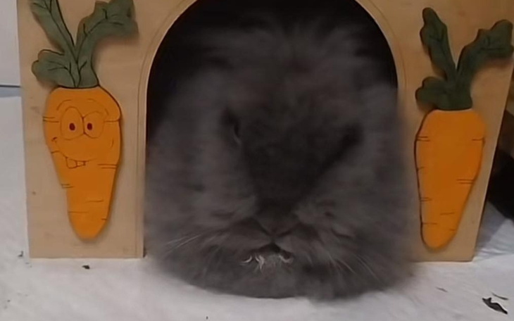 Szary królik w domku z marchewkami na ścianach.