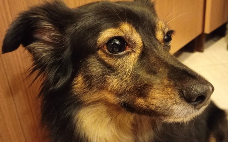 Zbiórka Zabieg dla Trusi - zdjęcie główne