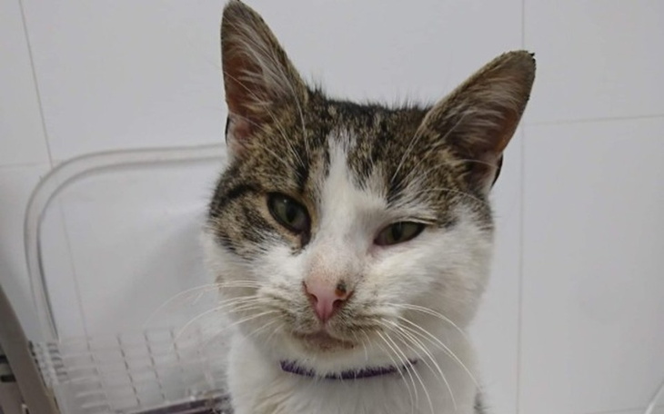 Zbiórka Ratujmy kota Pucka! - zdjęcie główne