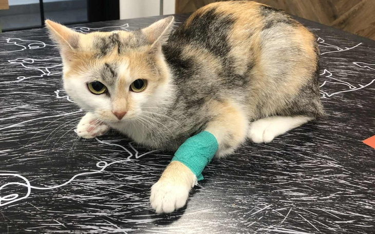 Kot z opatrunkiem na łapie, leżący na stole.