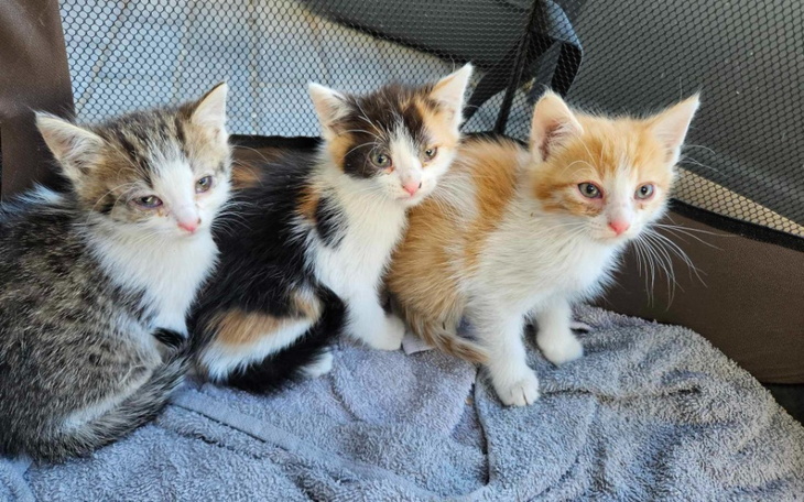 Zbiórka Maluchy Dalia, Goździk i Kaktus - zdjęcie główne