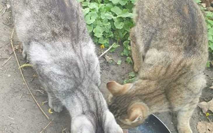 Zbiórka Karma dla karmicieli - zdjęcie główne