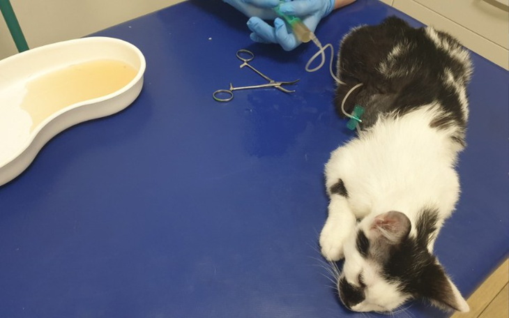 Zbiórka Chcieli mnie utopić, mam FIP - zdjęcie główne