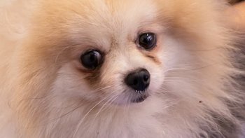 Zbiórka dla Marlene - miniaturka zdjęcia