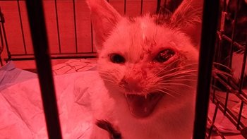 Zbiórka Koty świętują, my płacimy - miniaturka zdjęcia