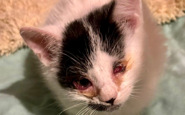 Zbiórka Na przetrwanie listopada 2024 - zdjęcie główne