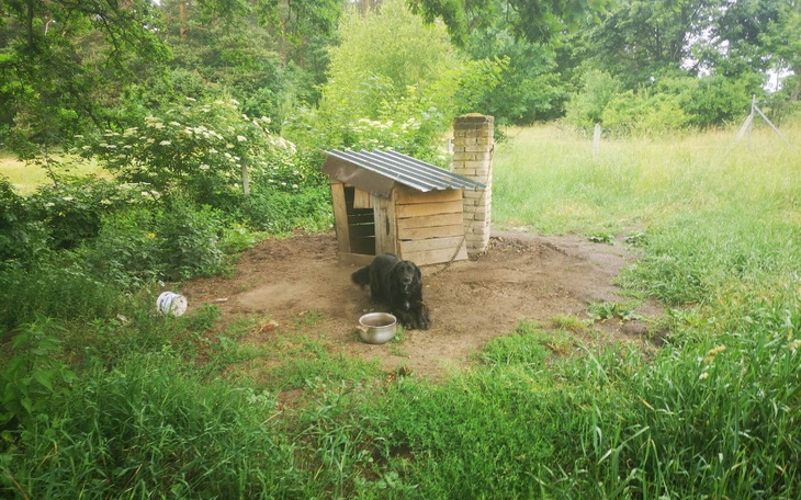 Zbiórka Czy uratujemy Gabi z łańcucha - zdjęcie główne