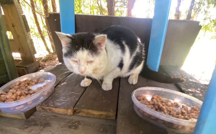 Kot siedzący na drewnianej podłodze, obok miski z jedzeniem.