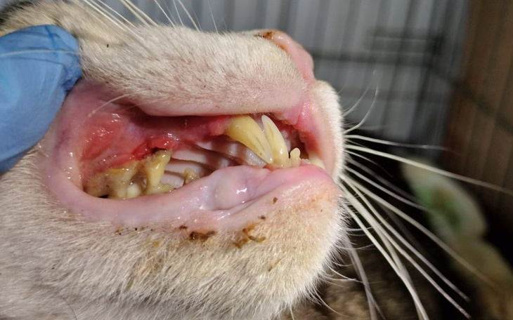 Zbiórka Pomoc dla Hagrida - zdjęcie główne