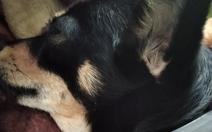 Zbiórka Na leczenie psa2 - zdjęcie główne