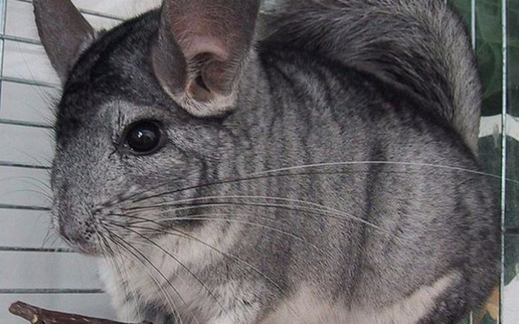 Zbiórka Pomożesz Szynszylowi ? - zdjęcie główne