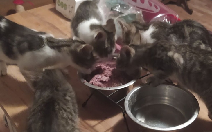 Zbiórka Głodne Koty w Potrzebie - zdjęcie główne