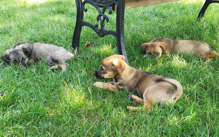 Zbiórka Na karmę dla psiaków na tymczasi - zdjęcie główne