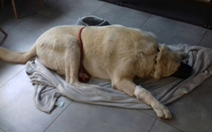 Zbiórka Zbiórka na operację kolana Janka - zdjęcie główne