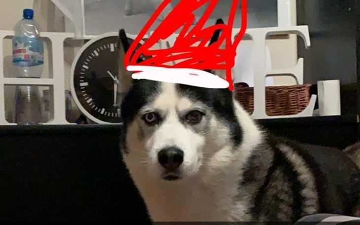 Zbiórka Pomoc zwierzakom ze Szczecina - zdjęcie główne