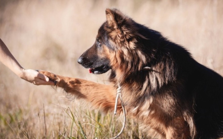 Owczarek niemiecki podaje łapę człowiekowi.