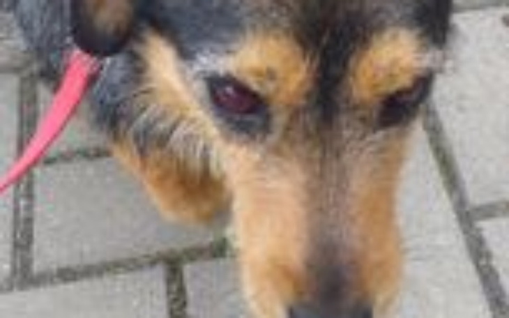 Zbiórka Dramat Tofika - zdjęcie główne