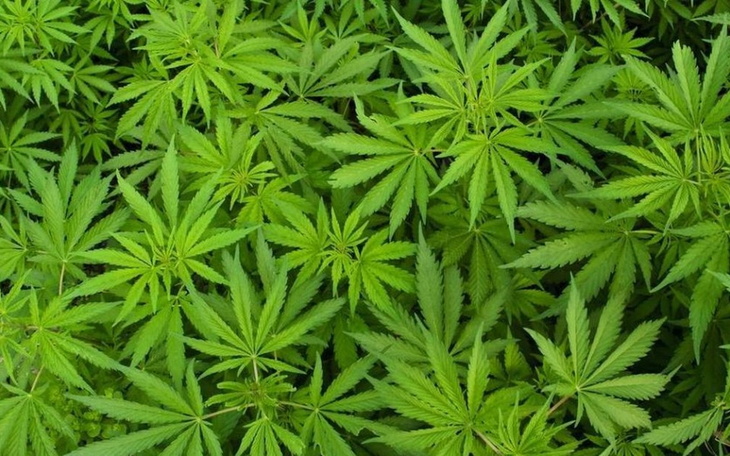 Zielone liście rośliny, prawdopodobnie konopi, w gęstym skupisku.