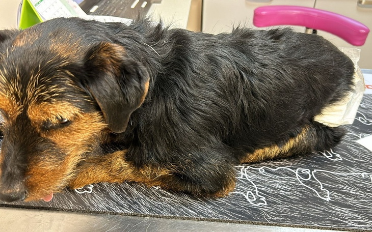 Zbiórka Operacja-i-rehabilitacja-Bodzia - zdjęcie główne