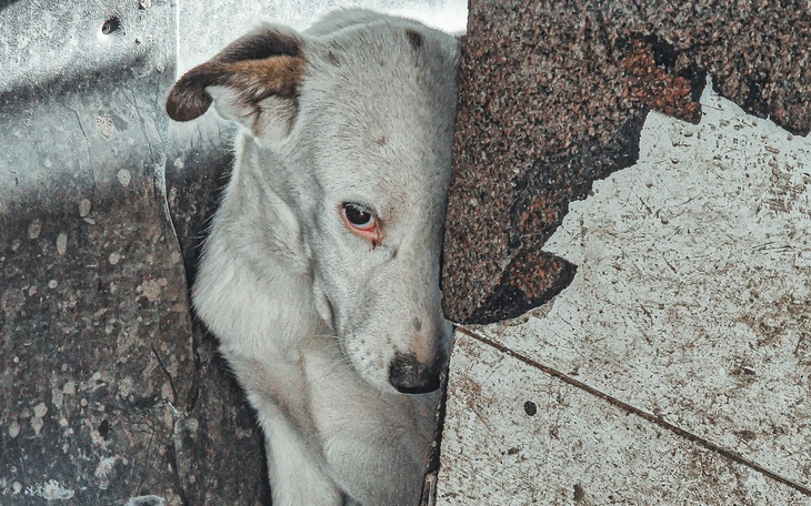 Zbiórka Przerażone psy z interwencji - zdjęcie główne