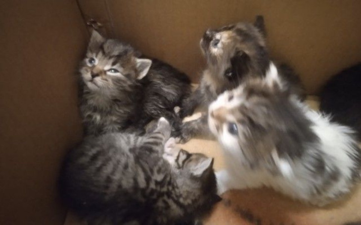 Grupa małych kociąt w kartonowym pudełku.