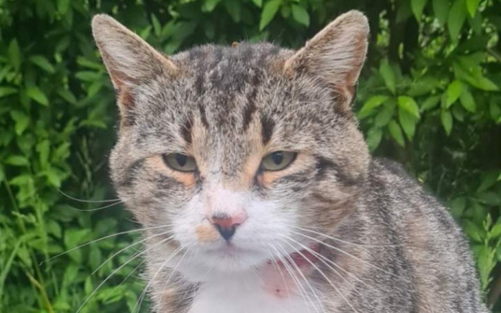 Zbiórka Na hotelik dla rannych kotków. - zdjęcie główne