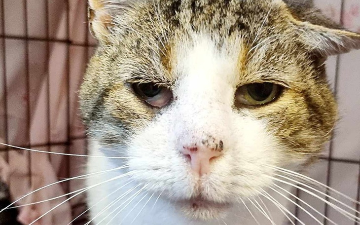 Kot o szarym futrze, z wyrazem smutku na twarzy.