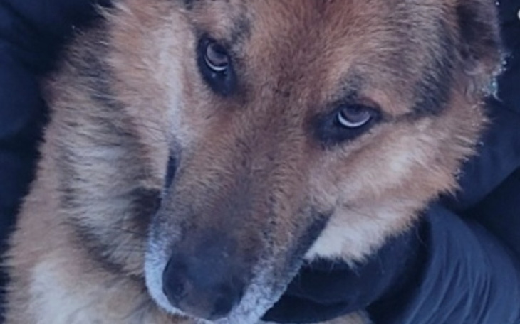 Zbiórka Kto podaruje psu Szarikowi 5zł - zdjęcie główne